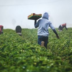 Dominique Anglade propose un Code de conduite pour protéger nos producteurs agroalimentaires de Laval